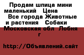 Продам шпица мини маленький › Цена ­ 15 000 - Все города Животные и растения » Собаки   . Московская обл.,Лобня г.